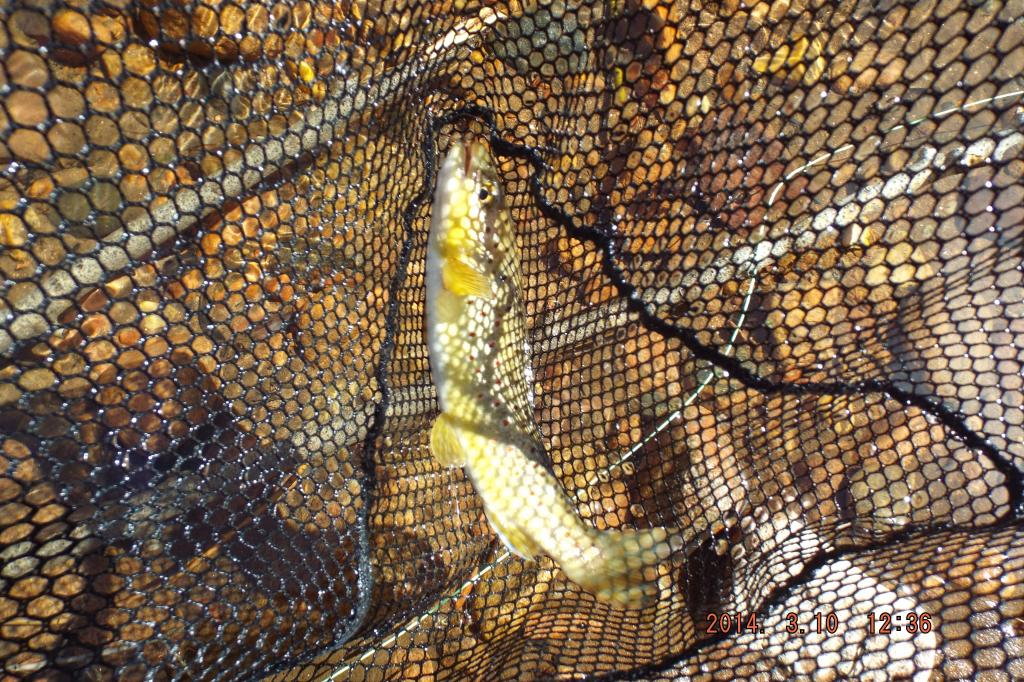 Ultralight Fly Fishing • Beaver Creek Colorado